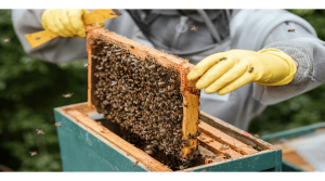 کاربرد اسید استیک 99 درصد در زنبورداری